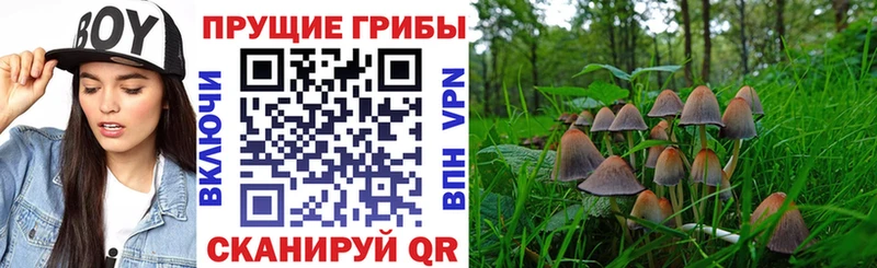 Псилоцибиновые грибы Cubensis  где продают   Белово 